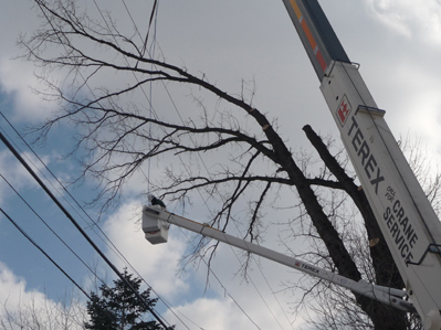 Cutting Trees Near Power Lines