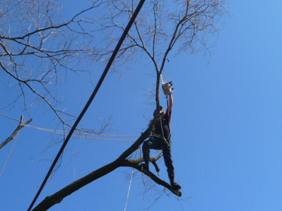 Dangerous Tree Cutting Operation
