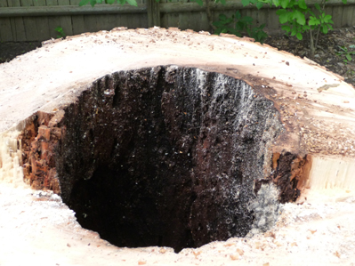 Hollow Stump Chainsaw Art