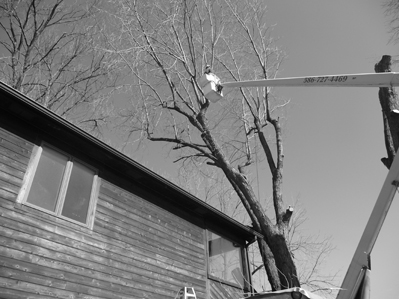 Cutting Trees Above The Roof