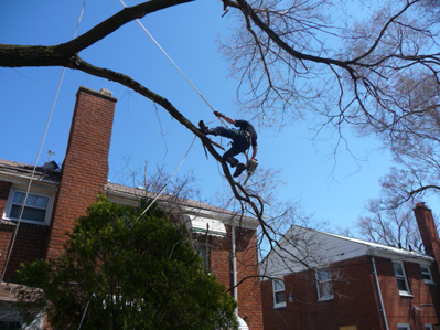 Tricky Tree Trimming